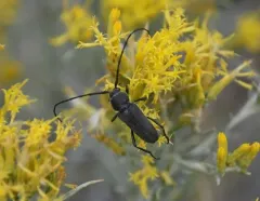 Grizzled Long-horned Beetle thumbnail 3