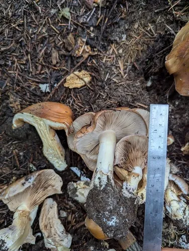 Phlegmacium pseudovariegatum