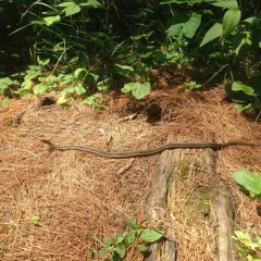 Common Garter Snake thumbnail 3