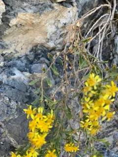 Rydberg's Goldenbush thumbnail 1