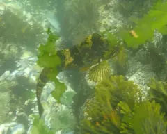 Rock Greenling thumbnail 3
