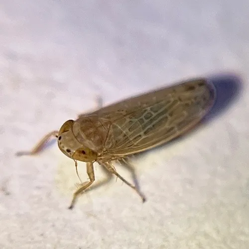 Kansendria kansiensis