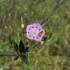 Swamp Laurel thumbnail 4