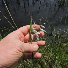 Common Cottongrass thumbnail 2