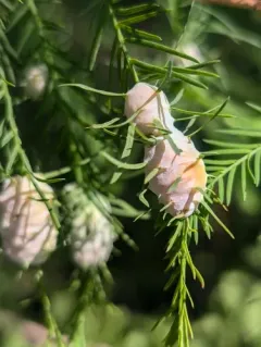 Cypress Twig Gall Midge thumbnail 4