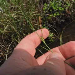 few-seeded sedge thumbnail 3