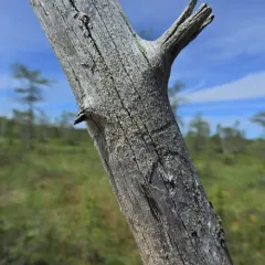 Pycnora sorophora thumbnail 1