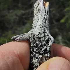 Mycoblastus sanguinarioides thumbnail 3