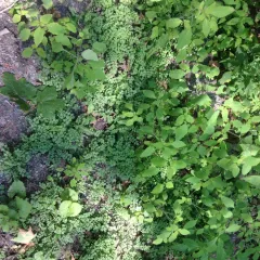 narrow-leaved bittercress thumbnail 2
