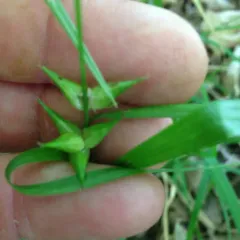 bladder sedge thumbnail 2