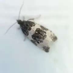 Divided Olethreutes Moth thumbnail 2