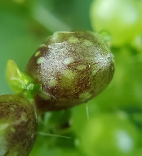 Dasineura involuta