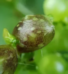 Dasineura involuta thumbnail 1