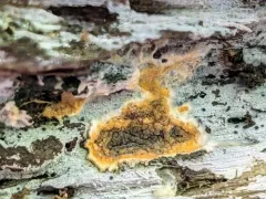 spindle duster thumbnail 1