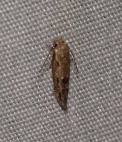 Mompha brevivittella thumbnail 2