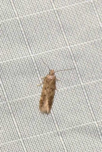 Bryotropha hodgesi