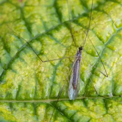 Dicranomyia liberta thumbnail 3