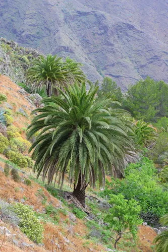 Canary Island palm
