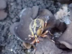 Milfoil Weevil thumbnail 2