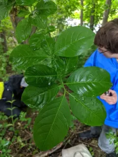 Hamilton's spindle thumbnail 2