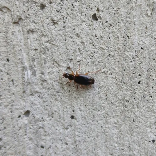 Cymindis limbata