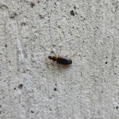 Cymindis limbata thumbnail 1