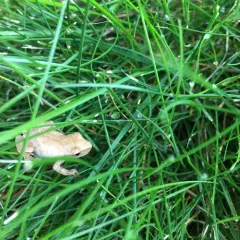 Spring Peeper thumbnail 3