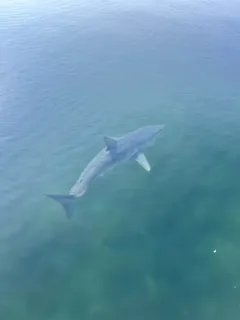 Shortfin Mako thumbnail 3