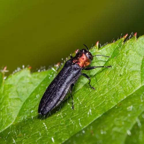Red-necked Cane Borer