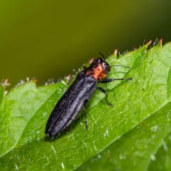 Red-necked Cane Borer thumbnail 1