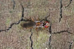 Clusiodes johnsoni thumbnail 2