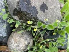 round-leaved fluellen thumbnail 4