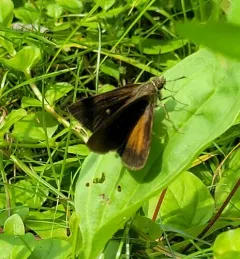 Dukes' Skipper thumbnail 3
