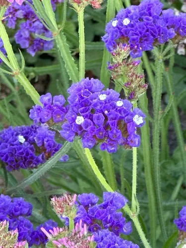 Blue statice