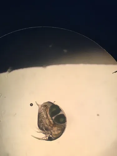 Elephant Water Flea