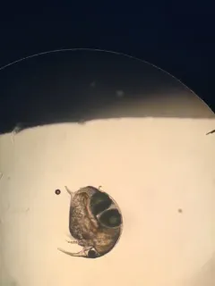 Elephant Water Flea thumbnail 1