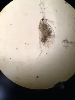 Ophryoxus gracilis thumbnail 4