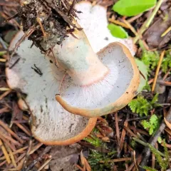 ochre gillgobbler thumbnail 2