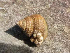 Spiny Topsnail thumbnail 2
