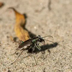 Festive Tiger Beetle thumbnail 4