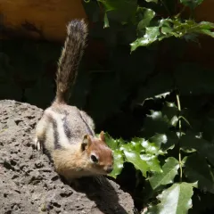 Common Golden-mantled Ground Squirrel thumbnail 3