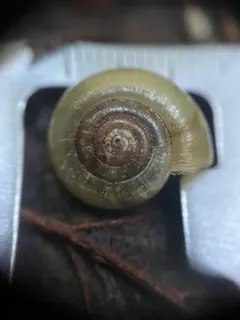 Oregon Megomphix thumbnail 3
