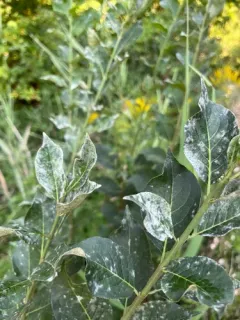 Erysiphe euonymi thumbnail 4