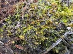 Blunt Pincerwort thumbnail 4