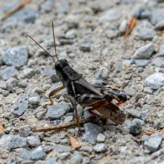 Huckleberry Spur-throat Grasshopper thumbnail 4