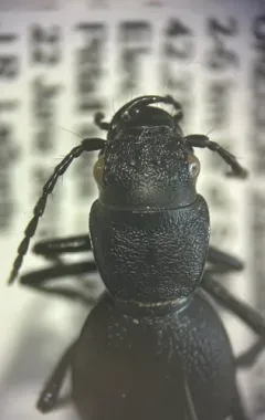 Mount Ashland Night-stalking Tiger Beetle thumbnail 2