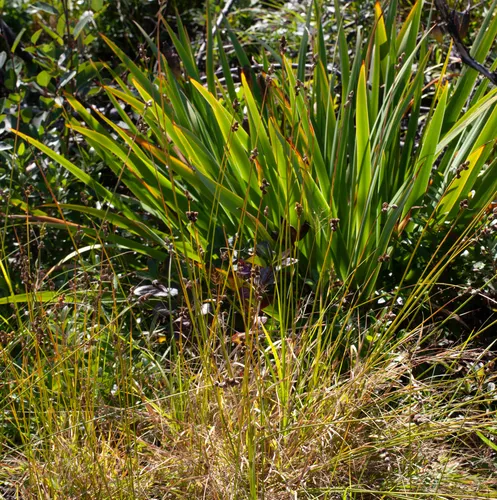 clustered sedge