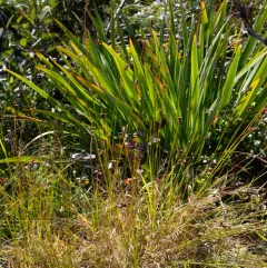 clustered sedge thumbnail 1