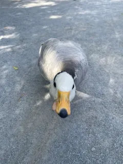 Bar-headed Goose thumbnail 2