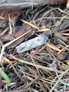 Sympistis cibalis thumbnail 1